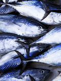 Maldives, Male Atoll, Male Town, Fishmarket Photographic Print by Michele Falzone