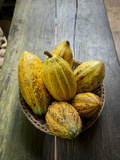 Costa Rica, La Virgen De Sarapiqui, Picked Cocoa Pods Used for Demonstration on How to Make Chocola Photographie par John Coletti