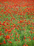 Italy, Umbria, Perugia District, Poppy Field Photographic Print by Francesco Iacobelli