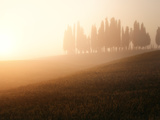 Italy, Tuscany, Siena District, Orcia Valley, Cypress on the Hill Near San Quirico D'Orcia Photographic Print by Francesco Iacobelli