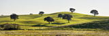 Cork Trees in the Vast Plains of Alentejo. Portugal Fotografie-Druck von Mauricio Abreu