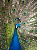 England, Kent, Wingham, Peacock Displaying at Wingham Wildlife Park Fotografie-Druck von Katie Garrod
