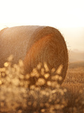 Italy, Tuscany, Siena District, Orcia Valley, Countryside, Close Up of a Bale Photographic Print by Francesco Iacobelli