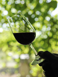 Wine Tasting at Quinta Do Casal Das Freiras. Tomar, Portugal Photographic Print by Mauricio Abreu