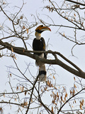 A Giant Hornbill in the Tropical Rainforests of India and Asia, One of the Largest and Most Distinc Photographie par Nigel Pavitt