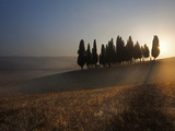 Italy, Tuscany, Siena District, Orcia Valley, Cypress on the Hill Near San Quirico D'Orcia Photographic Print by Francesco Iacobelli