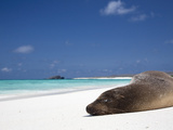 Ecuador, Galapagos, Sunbathing Sea Lion on the Stunning Beaches of San Cristobal, Galapagos Fotoprint van Niels Van Gijn Ecuador, Galapagos, Sunbathing Sea Lion on the Stunning Beaches of San Cristobal, Galapagos Fotoprint van Niels Van Gijn