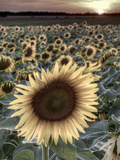 Sunflowers, Norfolk, England, Uk Photographic Print by Alan Copson
