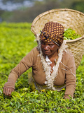 Malawi, Thyolo, Satemwa Tea Estate, a Female Tea Picker Out Plucking Tea Photographic Print by John Warburton-lee