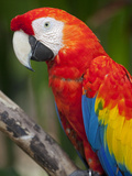 Bali, Ubud, a Greenwing Macaw Poses at Bali Bird Park Photographic Print by Niels Van Gijn