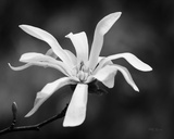 Magnolia Dreams I Art by Vitaly Geyman
