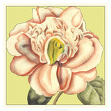Flower Power II Prints by Deborah Bookman