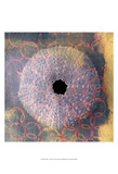 Seashell-Urchin Print van Elena Ray Seashell-Urchin Print van Elena Ray