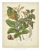 Twining Botanicals VI Posters by Elizabeth Twining