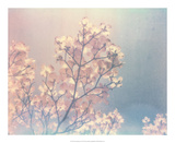 Flowering Dogwood I Prints by Jason Johnson