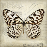 Butterflies Script III Prints by Amy Melious