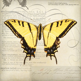 Butterflies Script V Prints by Amy Melious