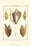 Strombe Shells, Pl. 409 Art by Denis Diderot