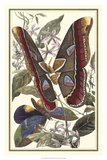 Papillon II Affiches par William Henry Pearson