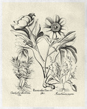 Crackled B&W Besler Peony IV Poster by Basilius Besler