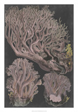 Genus Clavaria IV Poster by F. Leuba