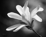 Magnolia Dreams II Posters by Vitaly Geyman