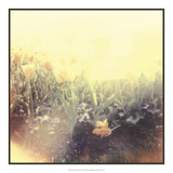 Tulipa Exposta IV Poster by Jason Johnson