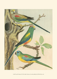 Cassell's Parakeets II Art par Cassell 