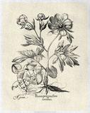 Crackled B&W Besler Peony III Posters by Basilius Besler