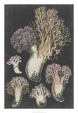 Genus Clavaria I Art by F. Leuba