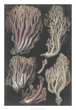 Genus Clavaria II Posters by F. Leuba