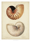 Antique Nautilus I Posters par George Wolfgang Knorr