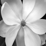 Magnolia III Art by Jim Christensen