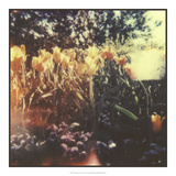 Tulipa Exposta I Art by Jason Johnson
