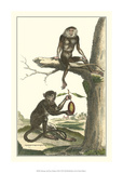 Le macaque et le douc Posters par Denis Diderot