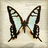 Butterflies Script I Prints by Amy Melious