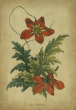 Vermilion Blooms III Prints by Paxton 