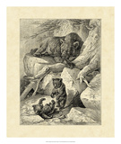 Vintage Common Brown Bear Prints by Friedrich Specht