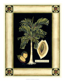 Paradise Palm V Print by Deborah Bookman