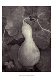 Gourd V Posters by Elena Ray