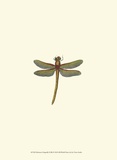 Miniature Dragonfly II Prints by Vision Studio
