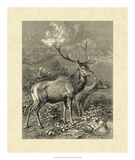 Vintage Roe Deer II Posters by Friedrich Specht