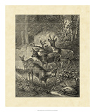 Vintage Roe Deer I Print by Friedrich Specht