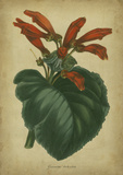 Vermilion Blooms I Pósters por Paxton Vermilion Blooms I Pósters por Paxton
