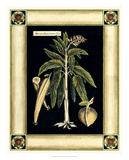 Paradise Palm VI Prints by Deborah Bookman