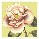 Flower Power III Poster by Deborah Bookman