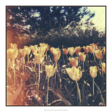 Tulipa Exposta III Prints by Jason Johnson