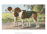 Man's Best Friend VII Prints
