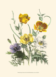 Fleurs d'été II Art
