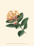 Flowering Shrub III Posters by Edmonston & Douglas 